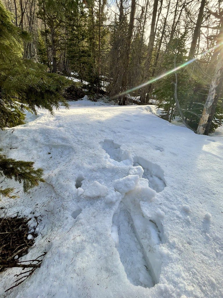 A closer look at that punchcrust and what my snowshoes were doing to it.